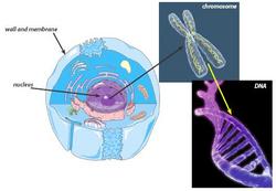 [Figure: Cell, chromosome, DNA]