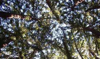 Trees