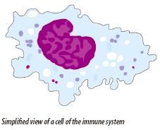 [Figure 18: Simplified view of a cell of the immune system]