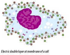 [Figure 19: Electric double layer at membrane of cell]