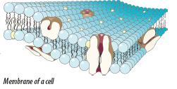 [Figure 20: Membrane of a cell]